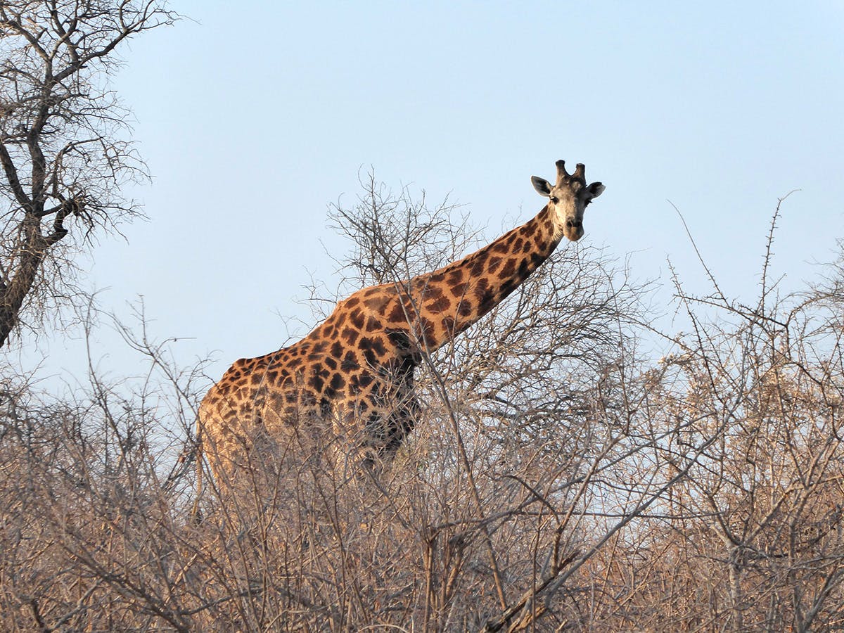 Giraffe on the IVHQ Wildlife Conservation volunteer project in Kruger National Park, South Africa
