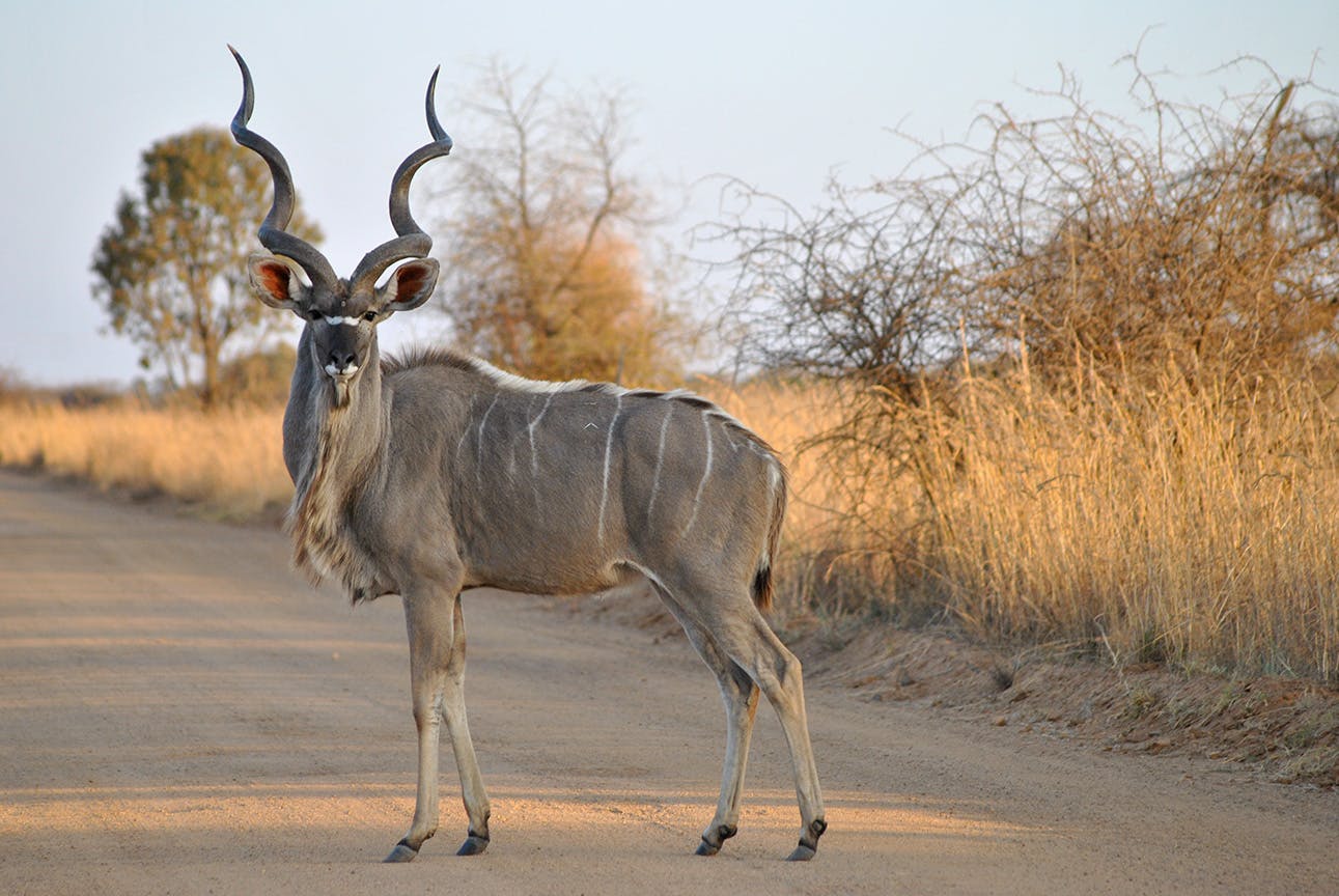 Kudu on the IVHQ Wildlife Conservation volunteer project in Kruger National Park, South Africa