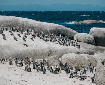 View penguins in Cape Town, South Africa with IVHQ