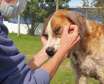 IVHQ volunteer giving dog love on the Animal Care volunteer project in Cape Town, South Africa