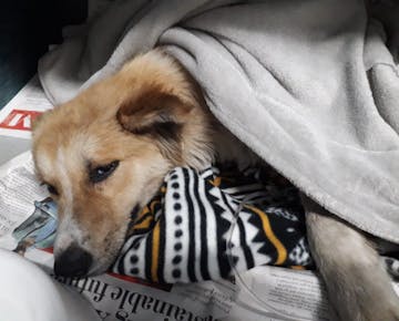 Dog getting medical treatment on the IVHQ Animal Care volunteer project in Cape Town, South Africa