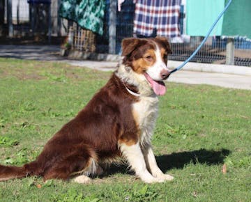 Dog outside on the IVHQ Animal Care volunteer project in Cape Town, South Africa