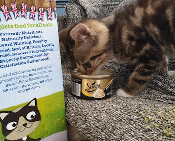 Kitten eating donated food on the IVHQ Animal Care volunteer project in Cape Town, South Africa