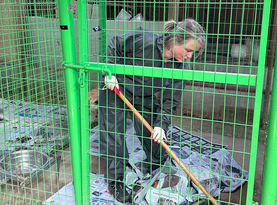 An IVHQ volunteer cleaning the dog cells at the Animal Care & Rescue project in Seoul, South Korea