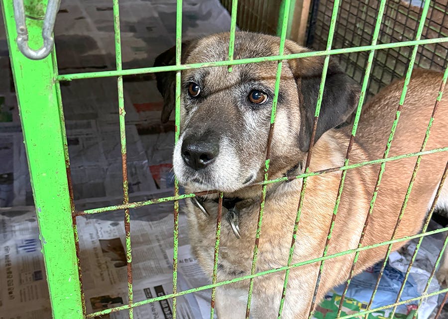 IVHQ Animal Care & Rescue volunteer project in Seoul, South Korea