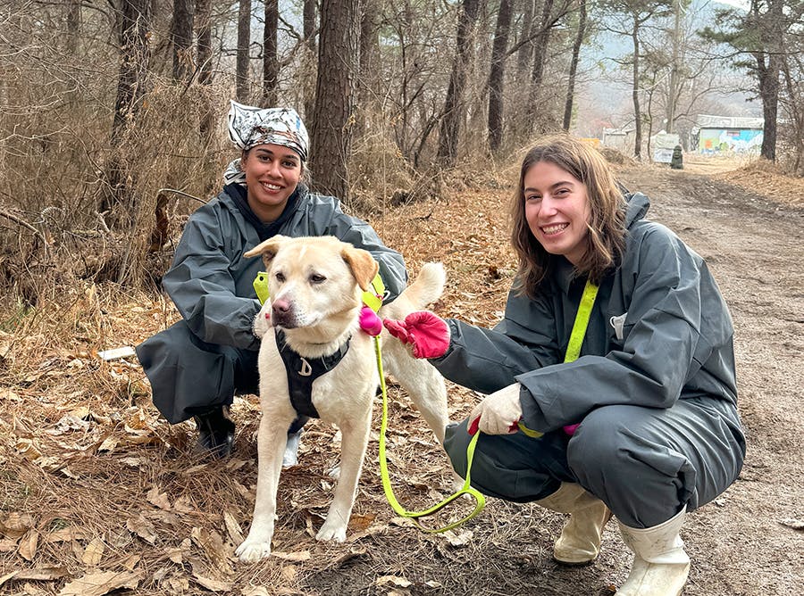 Animal Care & Rescue volunteer project in South Korea with IVHQ
