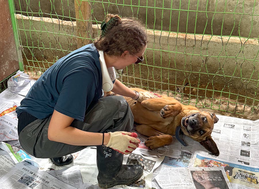 A volunteer playing with a dog at the Animal Care & Rescue volunteer project in Seoul, South Korea with IVHQ
