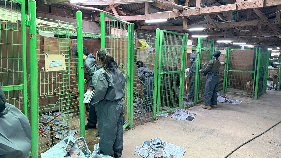 Animal Care & Rescue volunteer project in Seoul with IVHQ