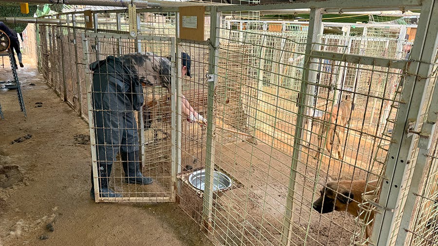 An IVHQ volunteer working at the animal shelter at Animal Care & Rescue project in South Korea with IVHQ