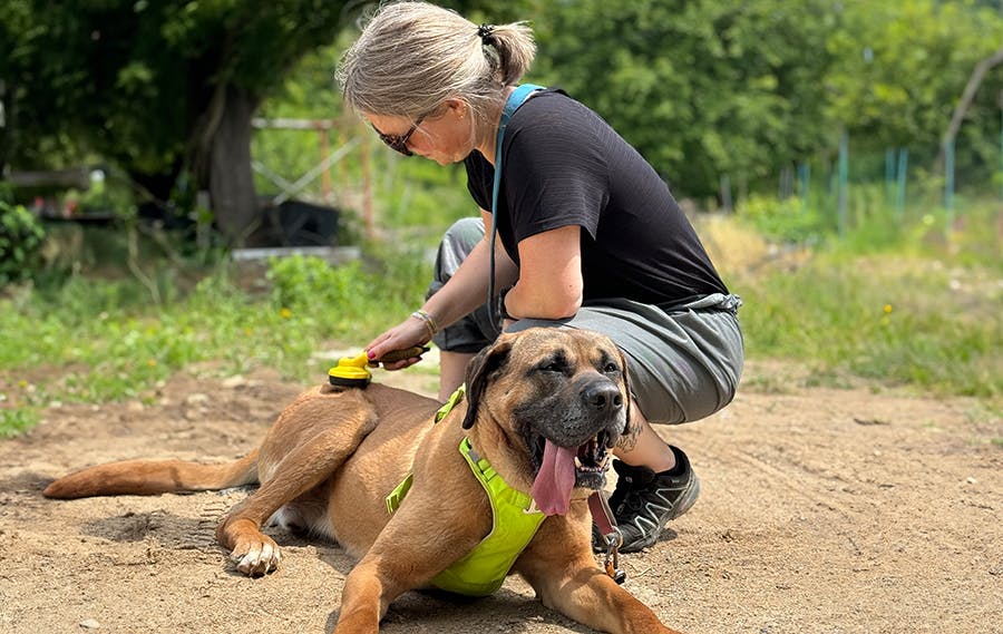 A volunteer looking after the animal outdoor at IVHQ South Korea Animal Care & Rescue project