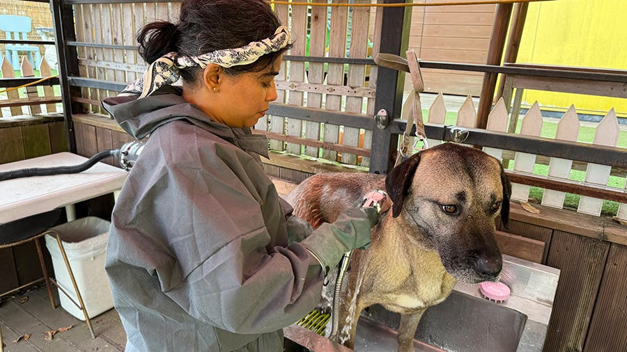 IVHQ Animal Care & Rescue volunteer project in South Korea