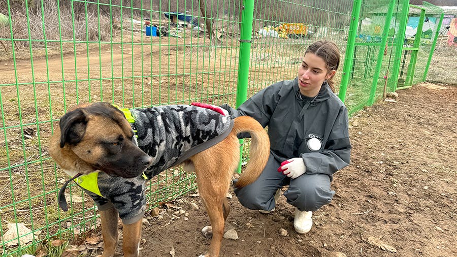 IVHQ volunteer project in Seoul, South Korea Animal Care & Rescue