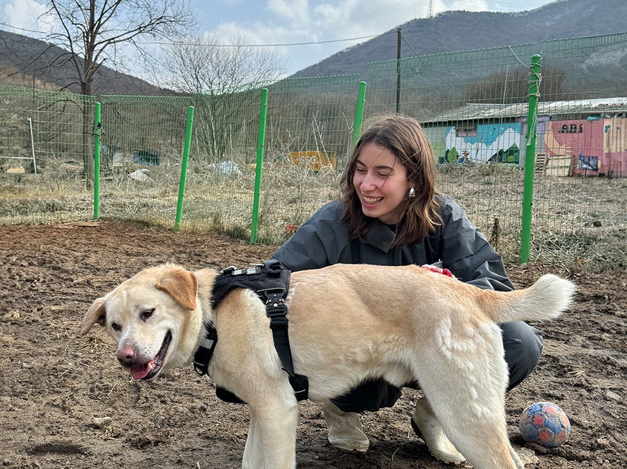 IVHQ volunteer project in South Korea Animal Care & Rescue