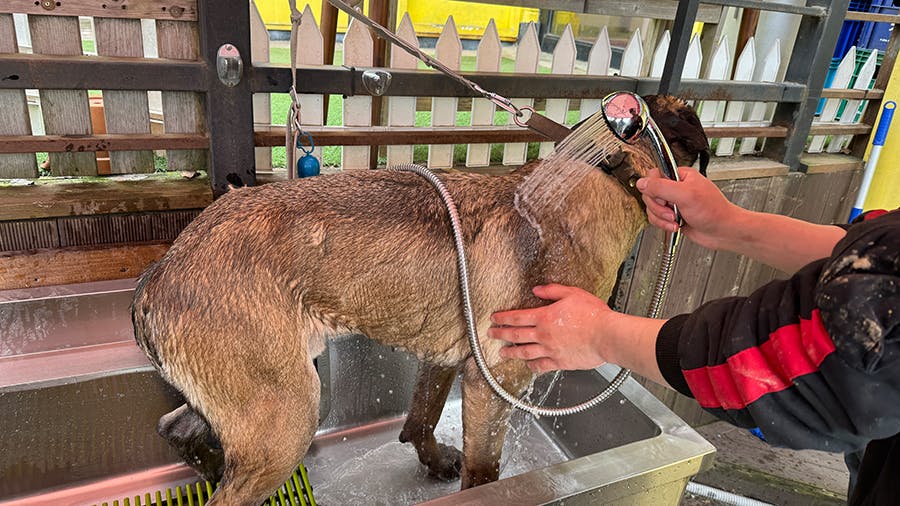 A dog at the Animal Care & Rescue project taking a shower by IVHQ volunteer in Seoul, South Korea