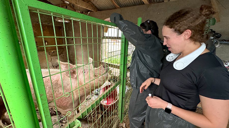 IVHQ volunteers feeding pig at the Animal Care & Rescue project in Seoul, South Korea
