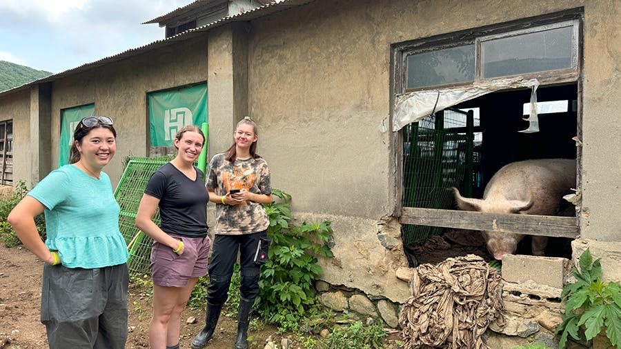IVHQ volunteers with the pig at the Animal Care & Rescue project in Seoul, South Korea