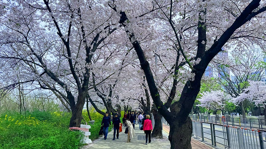 Cherry blossom street view in South Korea during their free time at IVHQ