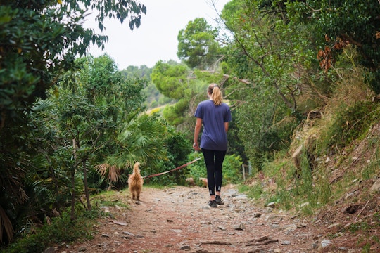 Animal Care volunteering in Spain with IVHQ