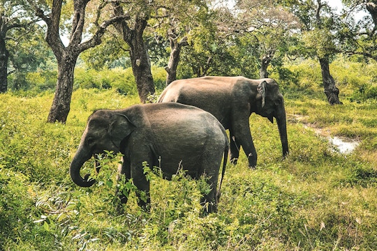 IVHQ Wild Elephant Conservation volunteer project in Sri Lanka