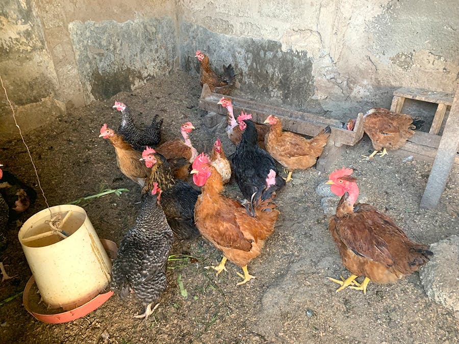 IVHQ Tanzania animal welfare project