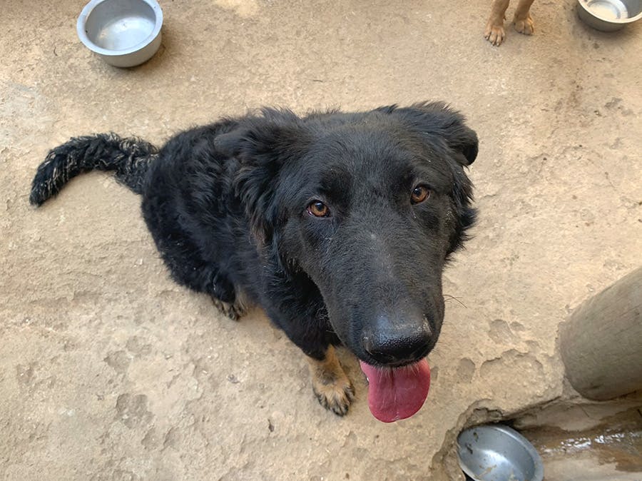 A puppy animal receiving IVHQ volunteer help in Tanzania