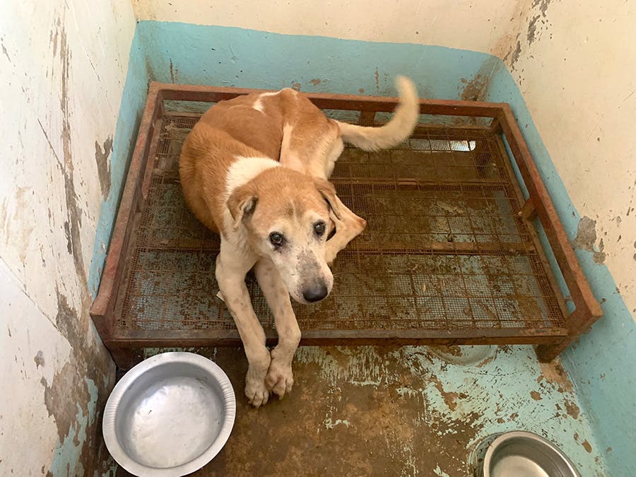 A dog being looked after at the IVHQ Tanzania animal welfare project