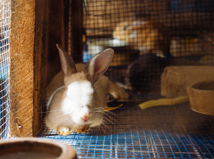 Animal Welfare volunteer in Tanzania with IVHQ