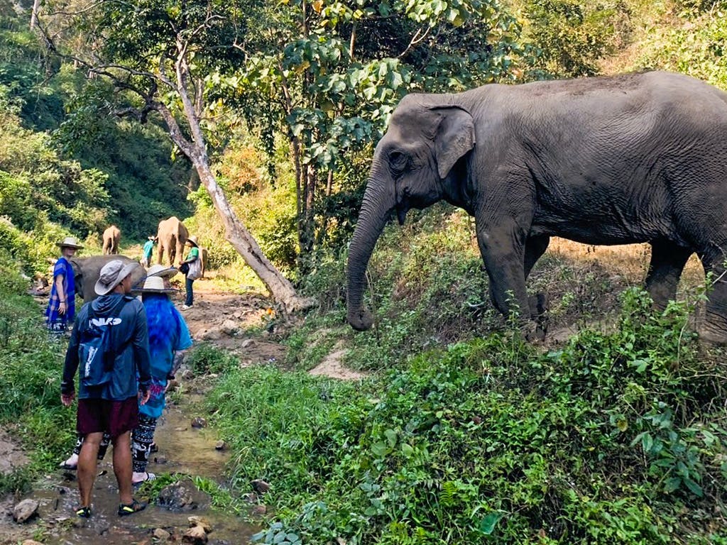 Volunteers and local guides walk through a forest path alongside elephants in a lush, green landscape in Chiang Mai.