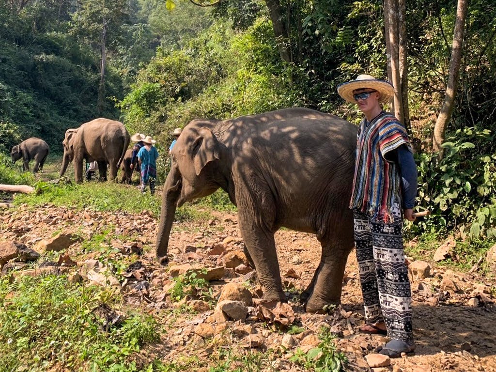 A volunteer stands next to an elephant on a rocky path in the forest, with more elephants and people in the background.