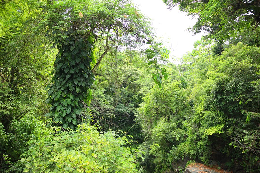 Nature bush view in the Green Hill Waterfall in Trinidad and Tobago for volunteers to explore on their weekend