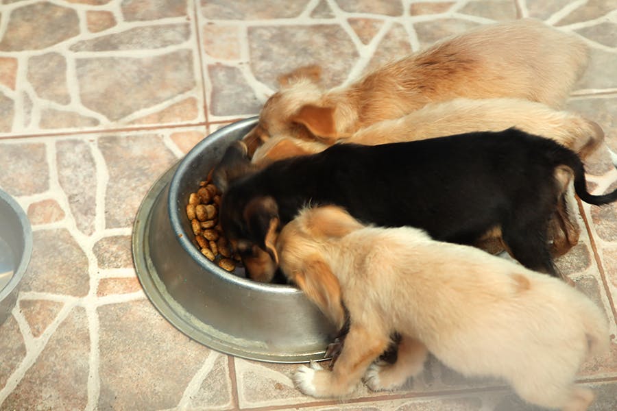 Little hungry puppies having meal at  at Animal Care project in Trinidad and Tobago with IVHQ