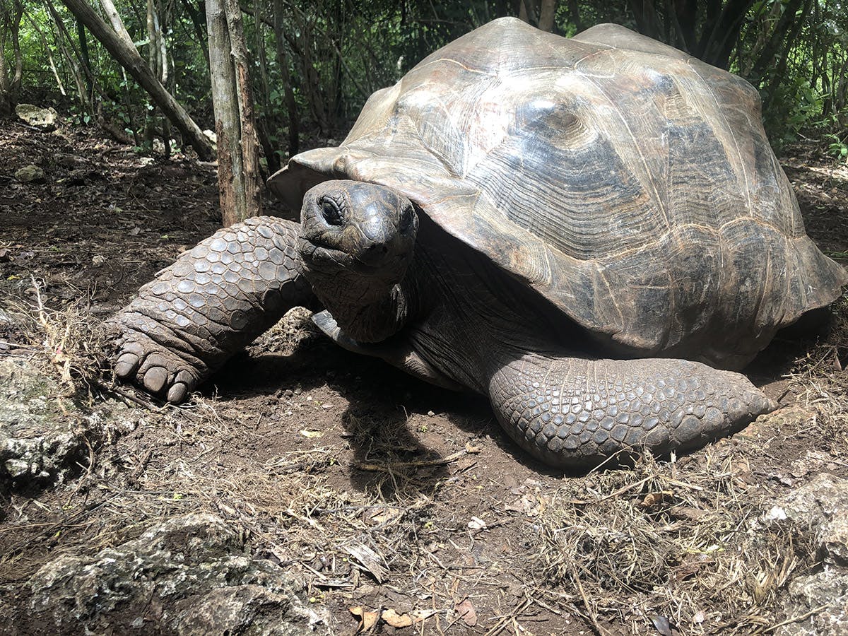 Giant tortoise reptile at the rainforest & coastal conservation volunteer project in Zanzibar with IVHQ