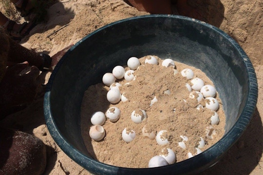 Baby turtle eggs on the turtle conservation volunteer project in Zanzibar with IVHQ