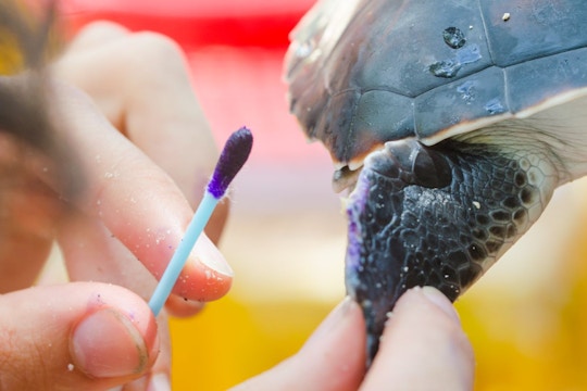 IVHQ volunteer treating an injured turtle on the turtle conservation project in Zanzibar