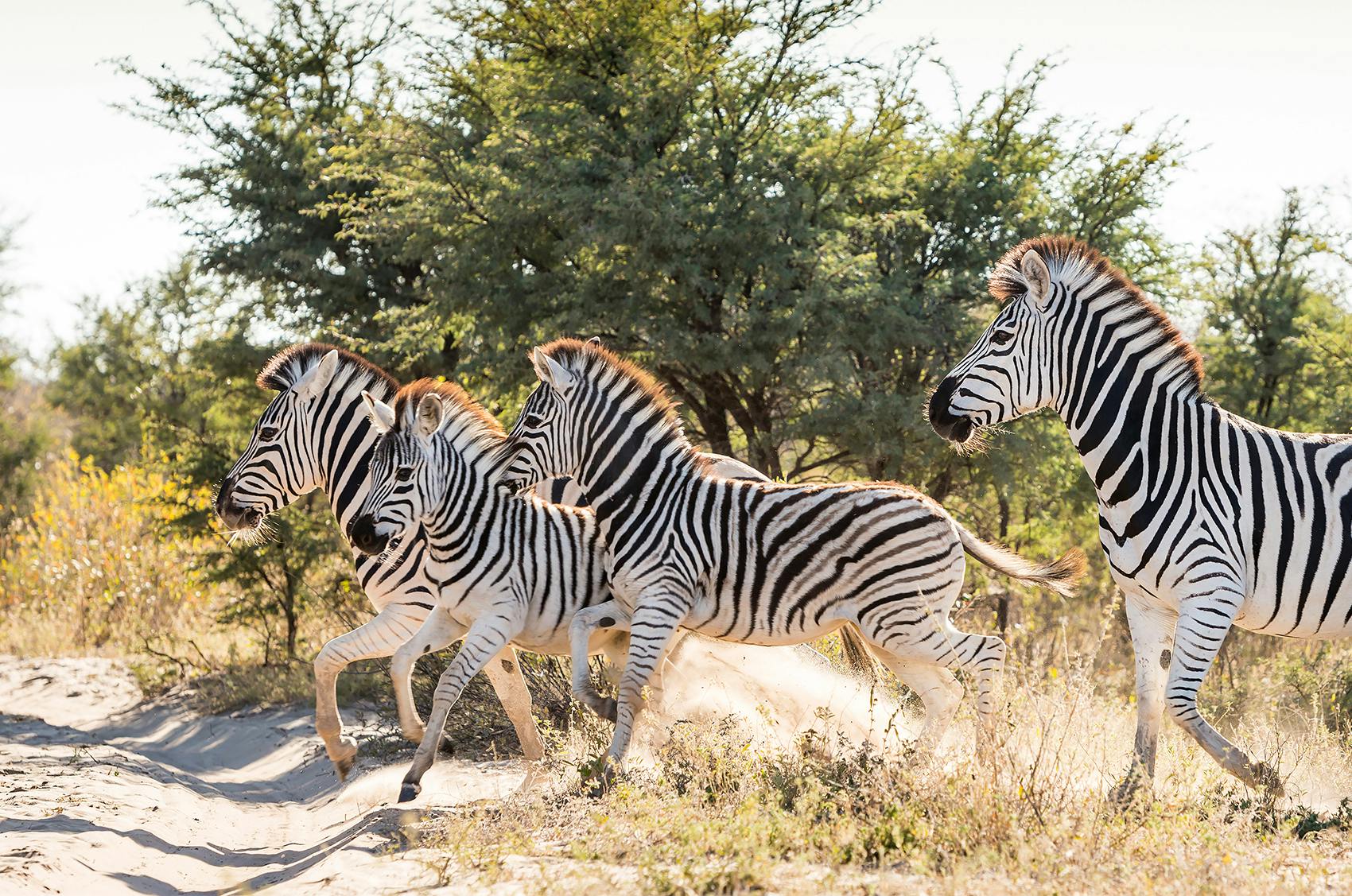 Volunteer in Botswana