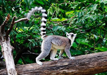 Madagascar