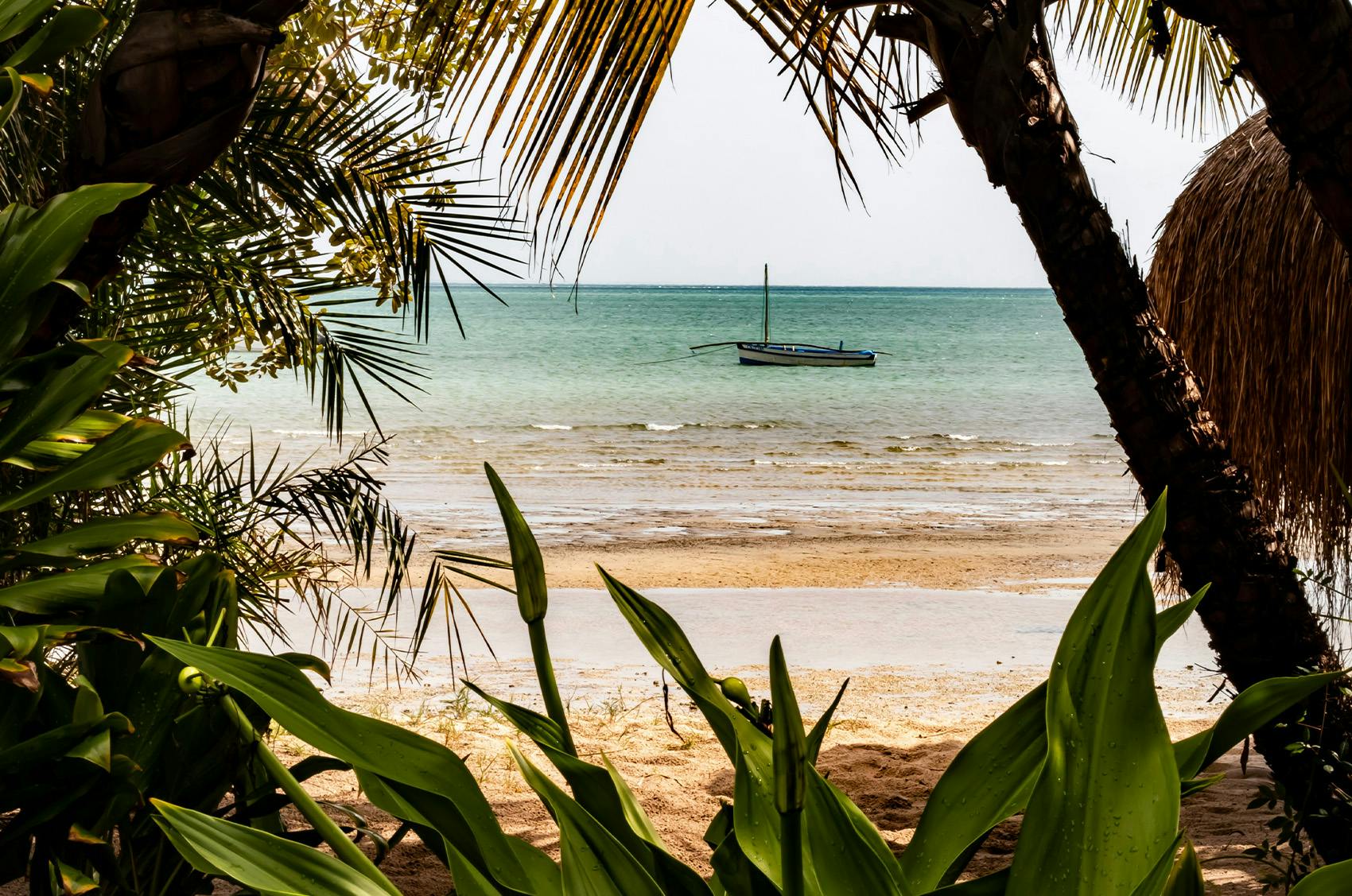 A beach in Mozambique, viewed through palm leaves and tropical plants, with a traditional wooden dhow boat anchored in the turquoise water. Reflecting the natural beauty volunteers can experience while participating in meaningful community projects through IVHQ’s volunteer travel programs.