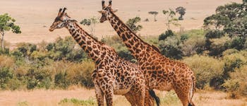 Discover Africa with IVHQ