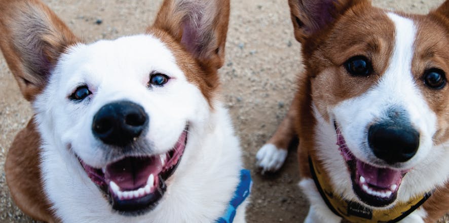 Volunteer in Costa Rica with IVHQ in 2025