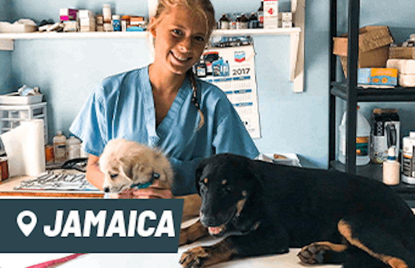 Volunteer in Jamaica