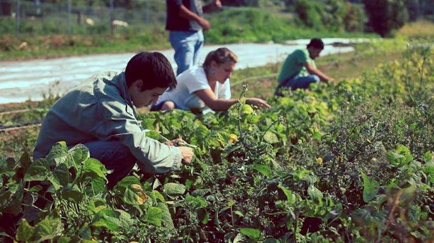 Environmental volunteers in Mexico with IVHQ