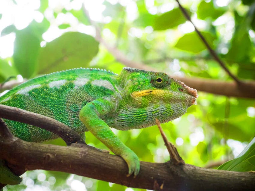 Forest Conservation volunteering in Madagascar with IVHQ