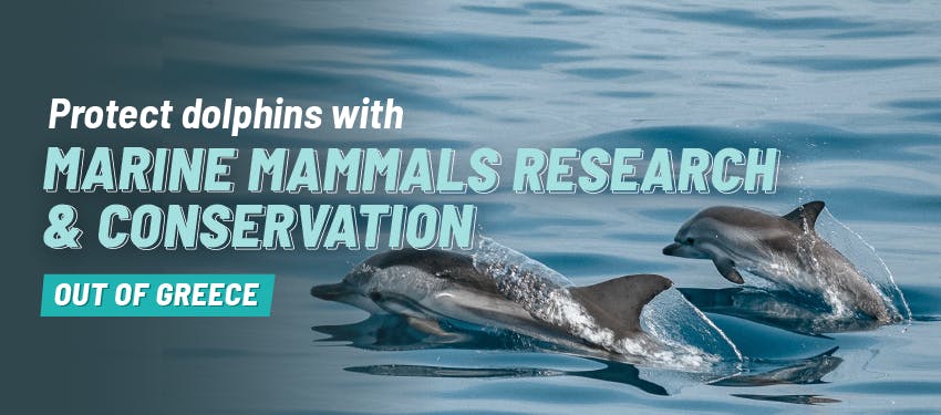 Protect dolphins with Marine Mammals Research & Conservation out of Greece