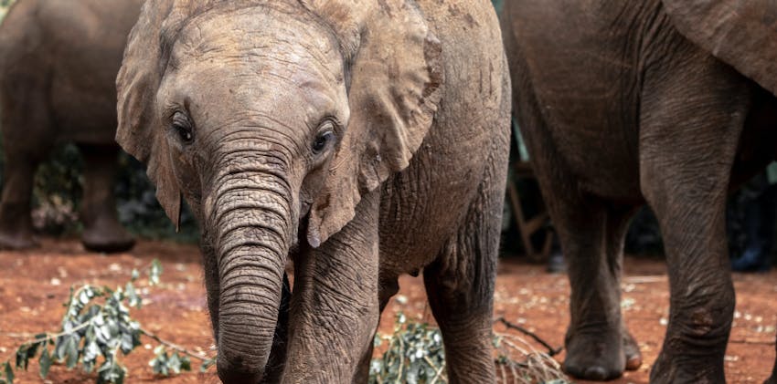 Americans can travel and volunteer abroad in Kenya with IVHQ.