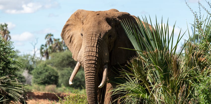 European volunteers are traveling to South Africa in Spring & Summer 2025 with IVHQ.