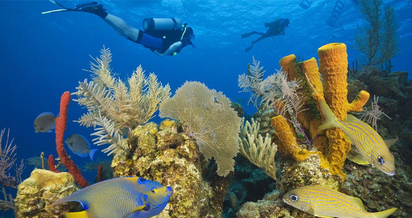 Marine conservation volunteering in Belize with IVHQ