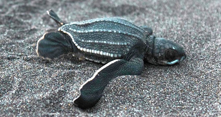 Turtle volunteer opportunities in Costa Rica with IVHQ