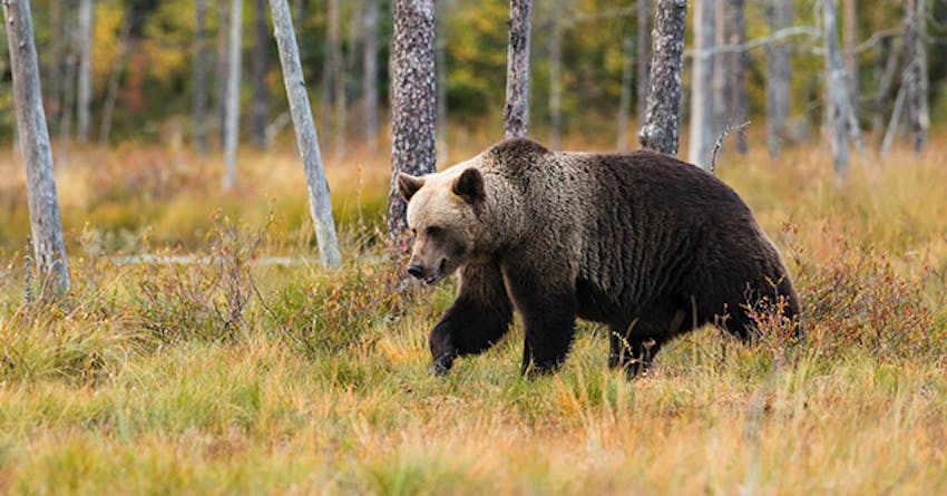 Bear Conservation volunteering in Croatia with IVHQ