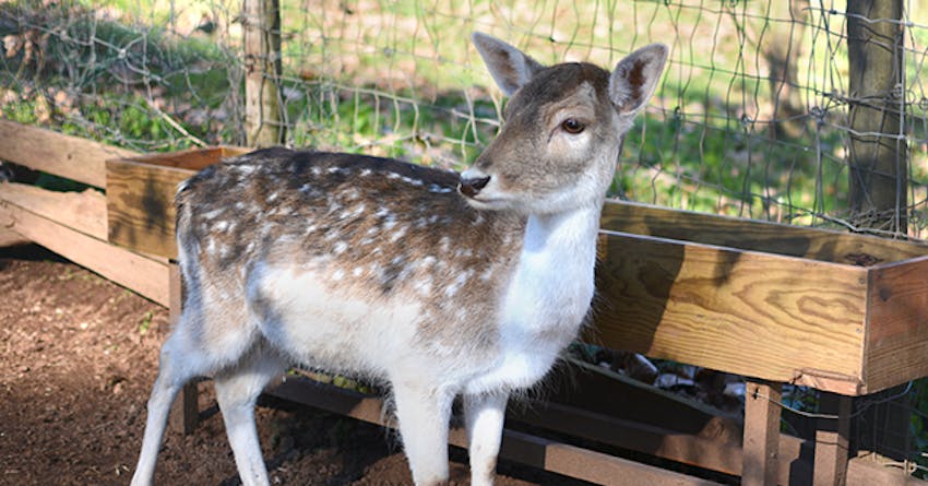 Biological Park Conservation volunteering in Portugal with IVHQ