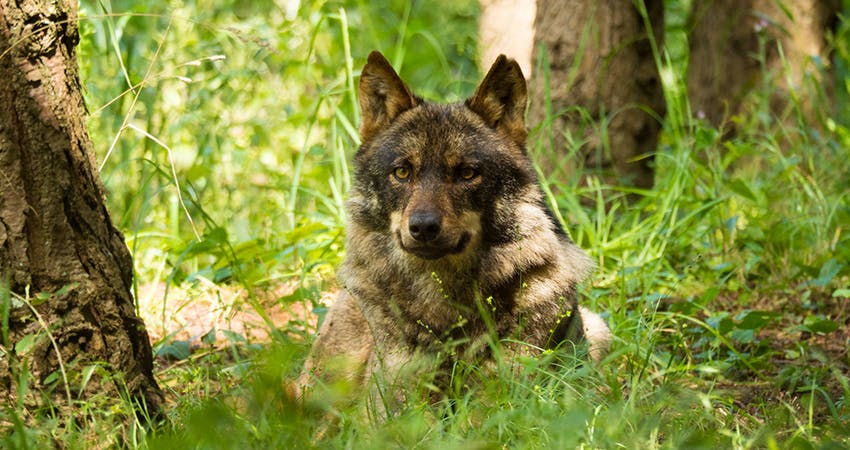 Wolf conservation volunteering in Portugal with IVHQ